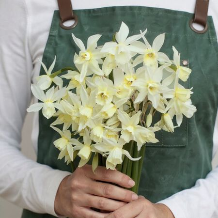 Thalia, Daffodil - 10 Bulbs image number null
